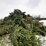 RETIM continuă colectarea brazilor la punctele de aport voluntar din Timișoara