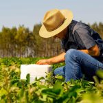 Agricultorii primesc despăgubiri pentru pagubele înghețului de anul trecut
