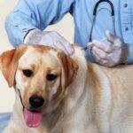 Începe programul multianual de sterilizare gratuită a câinilor și pisicilor, la Timișoara