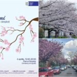 Hanami la Timișoara: Centrul Jutsu de la UPT aduce spiritul Japoniei în inima orașului florilor