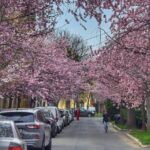 Timișoara înflorită, magnet pentru turiști/Foto