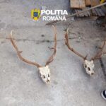 Percheziții de amploare în Timiș: arme ilegale și carne de vânat, descoperite într-un dosar de braco...