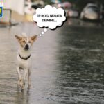 IGSU: COD PORTOCALIU - Protejați și animalele din gospodării!