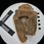 Muzeul Național al Banatului lansează proiectul Tactil — o expoziție de arheologie care aduce trecu...
