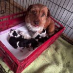 15 câini preluați de autorități dintr-o gospodărie din Timiș. Proprietarul, amendat