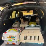 Zeci de pisici ținute în condiții improprii, confiscate dintr-un imobil din Timișoara
