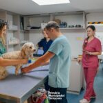 Peste 40 de câini și pisici, sterilizați gratuit în prima lună a programului derulat de municipalita...