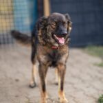 Târg de adopții- zeci de povești care își caută omul