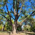 De la Ginkgo biloba al familiei Mühle la stejarii seculari: Primăria Timișoara și Asociația Peisagiș...