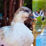 Colectivul Blană: „O Comunitate Blană – Oraș prietenos cu animalele continuă